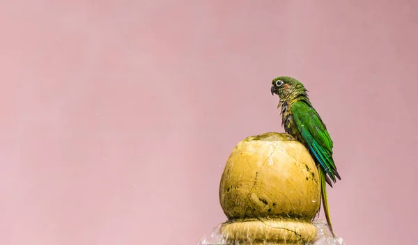 Zielona Papuga Różowym Tle — Zdjęcie stockowe