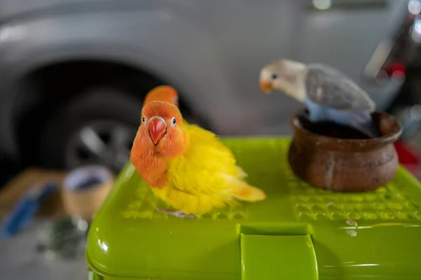 Plastik Bir Kapta Bulanık Bir Arkaplan Karşısında Renkli Muhabbet Kuşlarının — Stok fotoğraf