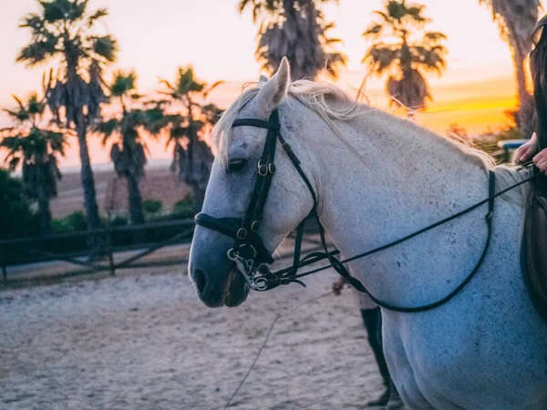 Detailní Záběr Hlavy Bílého Koně Tropické Farmě Při Západu Slunce — Stock fotografie