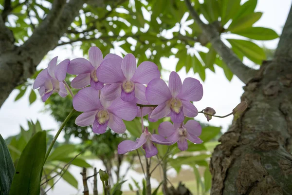 园中美丽的紫色兰花的精选焦点 — 图库照片