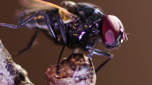 Macro Foto Escarabajo Mosca Sobre Fondo Púrpura — Vídeos de Stock