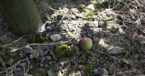 Зелене Листя Лісі — стокове відео