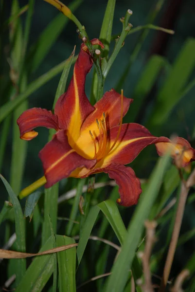 Vertikal Bild Blommande Dagliljor Grönskan — Stockfoto