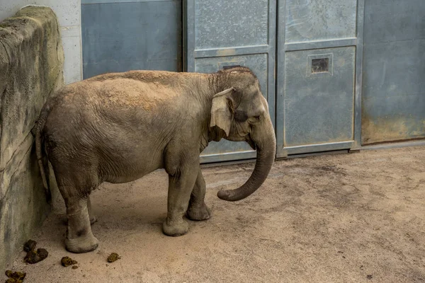 Милый Слон Гуляющий Зоопарку — стоковое фото