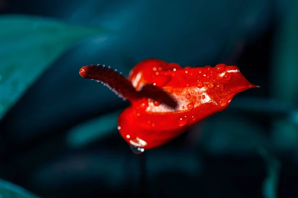 Eine Nahaufnahme Einer Einzelnen Roten Anthurium Exotischen Blume Mit Wassertropfen — Stockfoto