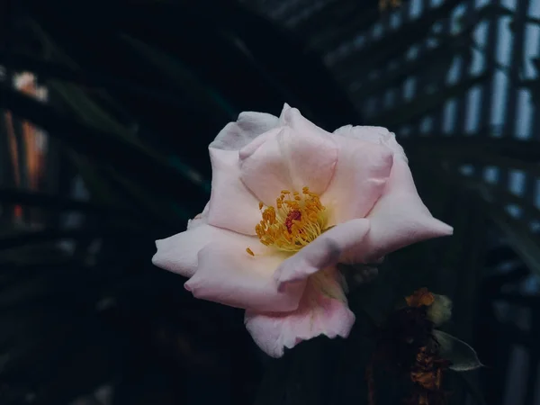 Szelektív Fókusz Egy Teljesen Virágos Rózsaszín Rózsa Ellen Elmosódott Háttér — Stock Fotó