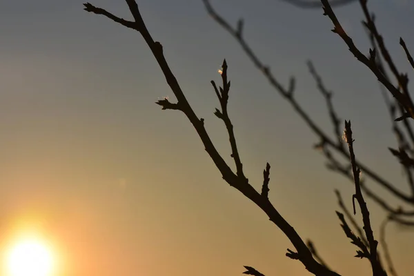 Een Lage Hoek Shot Van Eerst Bloeiende Knoppen Boom Takken — Stockfoto