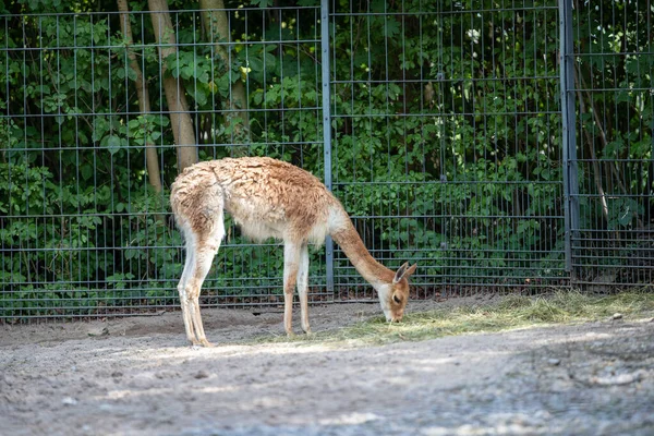 Vacker Hjort Betar Djurparken — Stockfoto