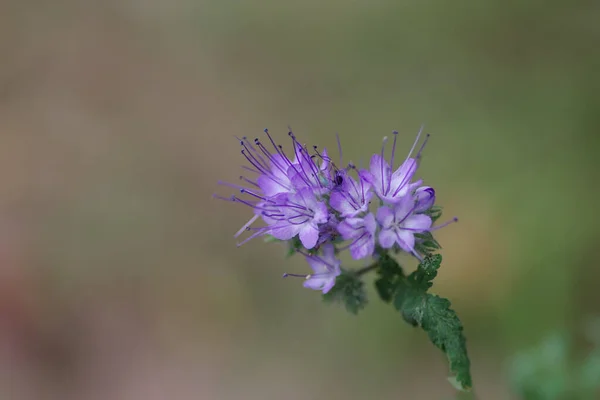 Närbild Skott Rhen Ormbunke Phacelia Blommor Phacella Tanacetifolia — Stockfoto