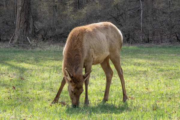 Gros Plan Une Vache Broutant Dans Champ Sous Lumière Soleil — Photo