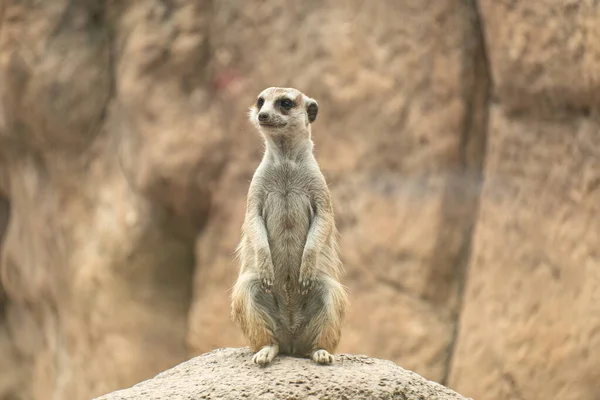 Hayvanat Bahçesindeki Tatlı Bir Mirketin Yakın Çekimi — Stok fotoğraf