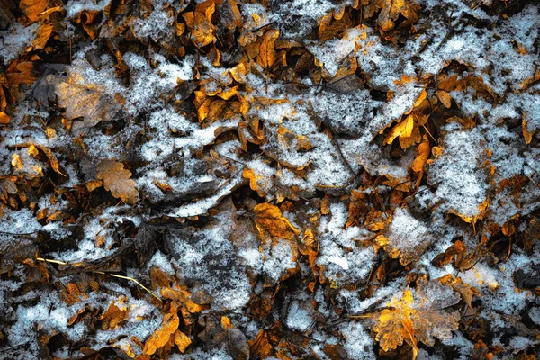 Frozen Icy Foliage Background — Stock Photo, Image