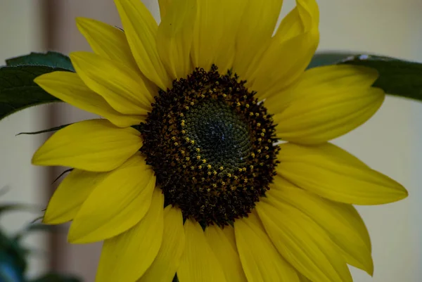 Eine Nahaufnahme Einer Sonnenblume — Stockfoto