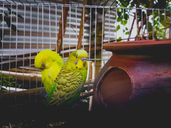 Két Gyönyörű Budgerigari Papagáj Állatkertben — Stock Fotó