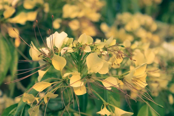 Ένα Επιλεκτικό Επίκεντρο Των Κίτρινων Μελισσοκομικών Λουλουδιών Που Ανθίζουν Ένα — Φωτογραφία Αρχείου