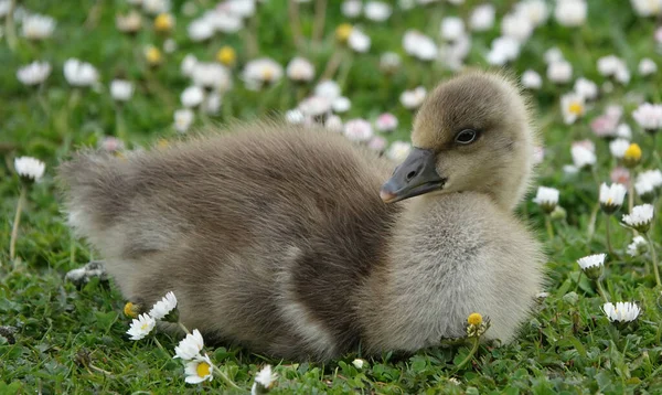 Une Jolie Oie Domestique Grise Sur Champ Avec Des Fleurs — Photo