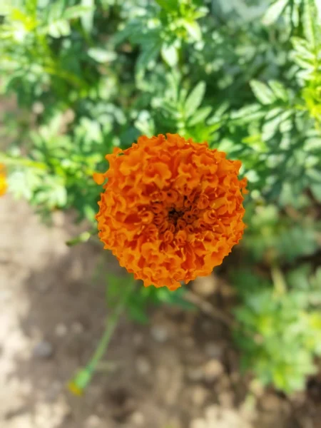 Plan Vertical Une Fleur Souci Orange Dans Jardin Idéal Pour — Photo