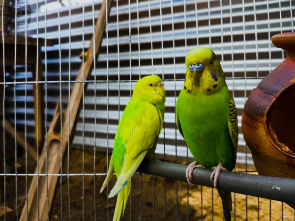 Dva Krásní Papoušci Kobce Zoo — Stock fotografie