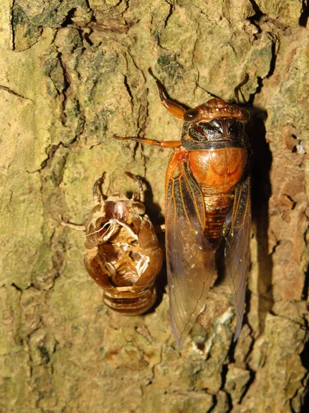 Gros Plan Insectes Cigales Sortant Sol Muant — Photo