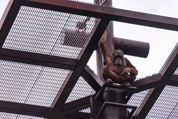 Низкоугольный Снимок Висящего Орангутанга Взбирающегося Клетку Зоопарке — стоковое фото