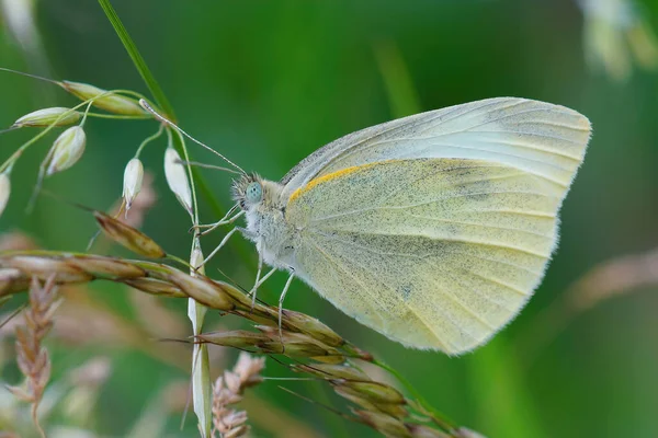 Een Closeup Van Een Groen Aderige Witte Vlinder Een Piek — Stockfoto