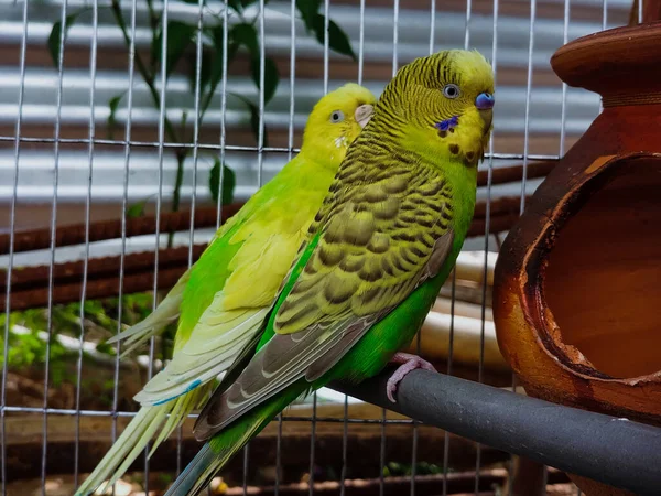 Selektivní Zaměření Páru Ptáků Papoušků Sedících Kusu Dřeva Uvnitř Klece — Stock fotografie