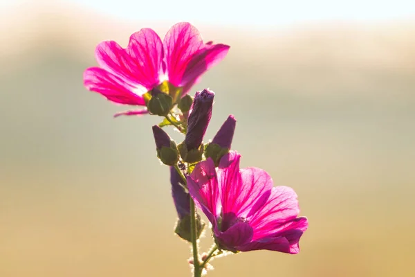 Selektivní Ostření Záběr Květin Malva Stonku Ideální Pro Pozadí — Stock fotografie