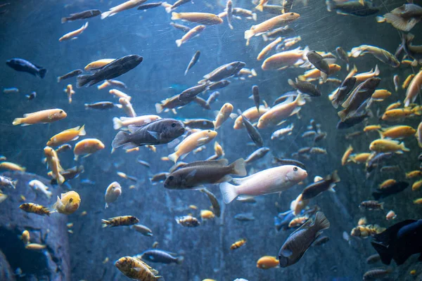 Eine Nahaufnahme Von Kleinen Fischen Die Aquarium Schwimmen — Stockfoto