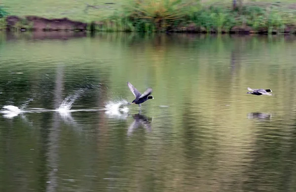 Güzel Ördekler Gölün Üzerinde Uçuyor — Stok fotoğraf