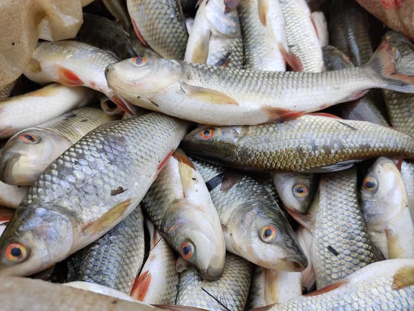 Tiro Close Peixes Recém Capturados Saco — Fotografia de Stock