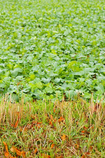 Een Verticaal Schot Van Groene Plant Loof Gras — Stockfoto