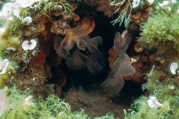Eine Nahaufnahme Von Korallenriffen Und Algen Unter Wasser Licht — Stockfoto