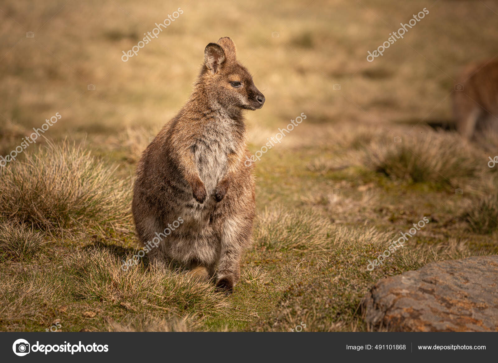 澳大利亚塔斯马尼亚本伦蒙德国家公园的一只可爱的袋鼠——图库图片© Wirestock #491101868, image size:1600x1167