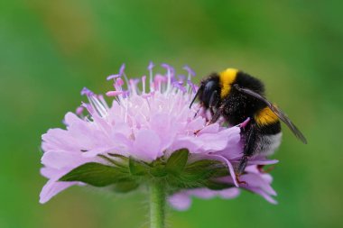 A closeup shot of a buff-tailed bumblebee Bombus Terrestris perched on a field scabious flower clipart