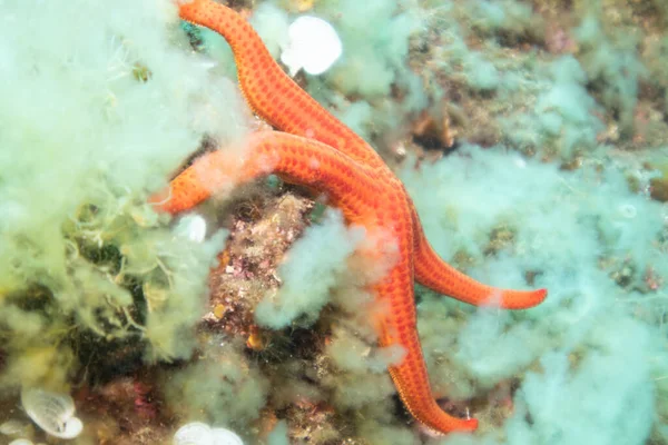 Close Uma Estrela Mar Recifes Coral Debaixo Água Sob Luzes — Fotografia de Stock