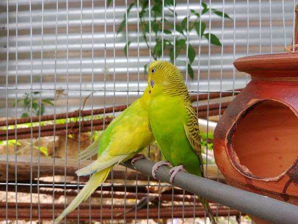 Dois Belos Papagaios Budgerigar Célula Zoológico Luz Sol — Fotografia de Stock