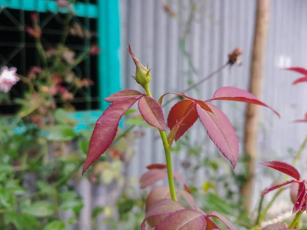 Foco Seletivo Botão Rosa Com Folhas Vermelhas Profundas Jardim — Fotografia de Stock