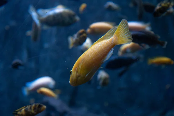 Een Close Opname Van Een Kleine Vis Die Het Aquarium — Stockfoto