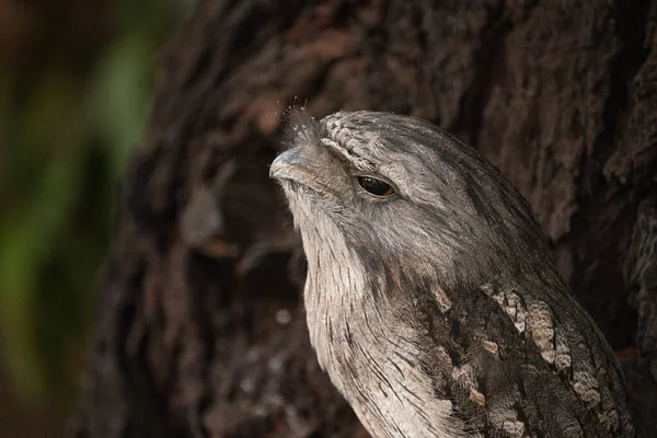 Closeup Cute Tawny Frogmouth Native Australia — Stock Photo, Image