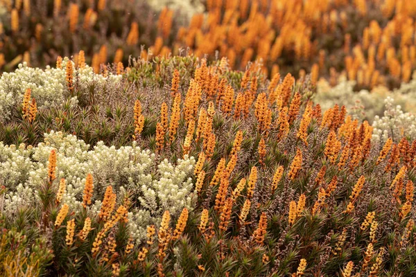 Krásné Kvetoucí Rostliny Scoparia Národním Parku Ben Lomond Tasmánie Austrálie — Stock fotografie