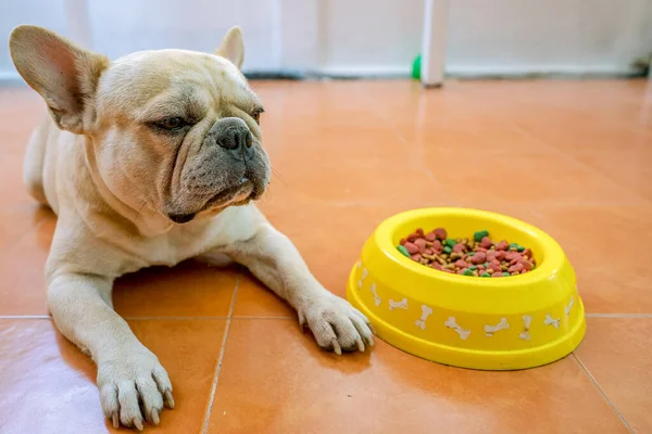 Una Crema Bulldog Francés Acostado Cerca Tazón Lleno Comida Para — Foto de Stock