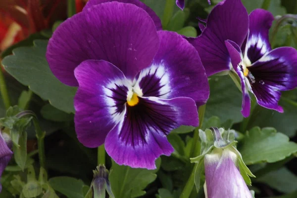 Closeup Shot Violet Tricolor Flowers — Stock Photo, Image