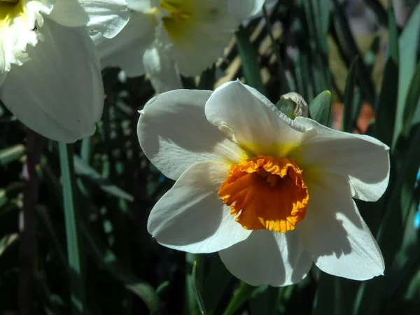 Egy Közeli Kép Narcissus Virágokról — Stock Fotó