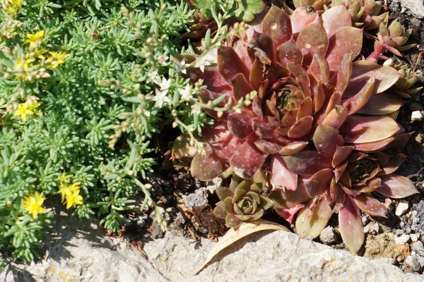 Primo Piano Varie Piante Grasse Che Crescono Giardino Una Giornata — Foto Stock