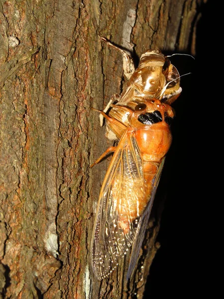 一只蝉昆虫从土壤中爬出来并蜕皮的特写镜头 — 图库照片