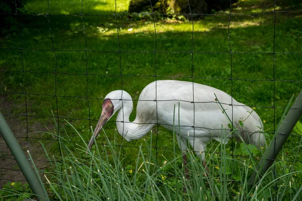 Vit Trana Bakom Ett Staket Djurparken — Stockfoto