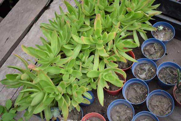 温室内の鉢植えの栽培の高角度ショット — ストック写真