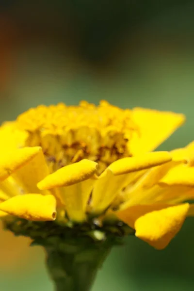 Bir Bahçenin Bulanık Arka Planında Güzel Sarı Zinnia Çiçeğinin Yakın — Stok fotoğraf