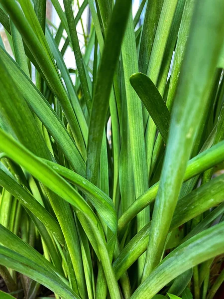 緑の植物の葉の垂直ショット — ストック写真