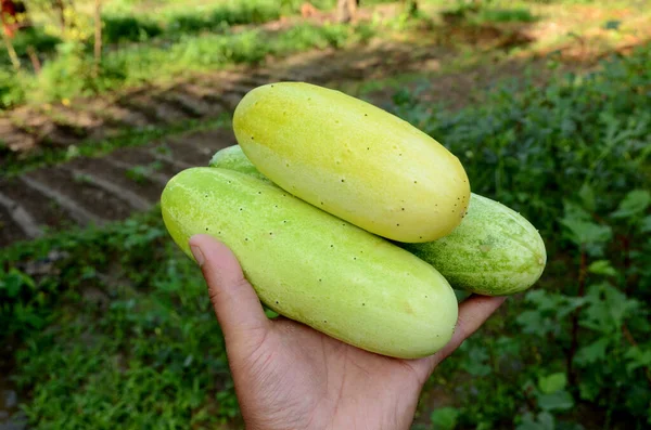 Eine Selektive Fokusaufnahme Einer Hand Die Reife Gurken Einer Agrarlandschaft — Stockfoto